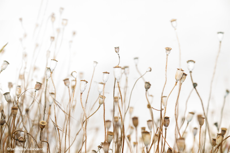 Prachtige bruin-witte Klaprozen in het veld | Beperkte print oplage | Judith den Hollander