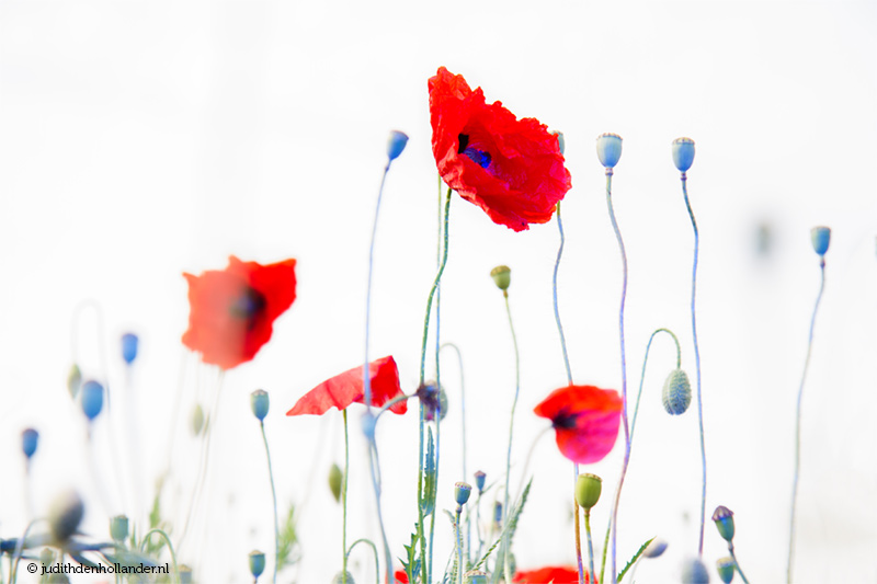 Limited Fine Art Print | Coloured Poppies © Judith den Hollander - fine art photography