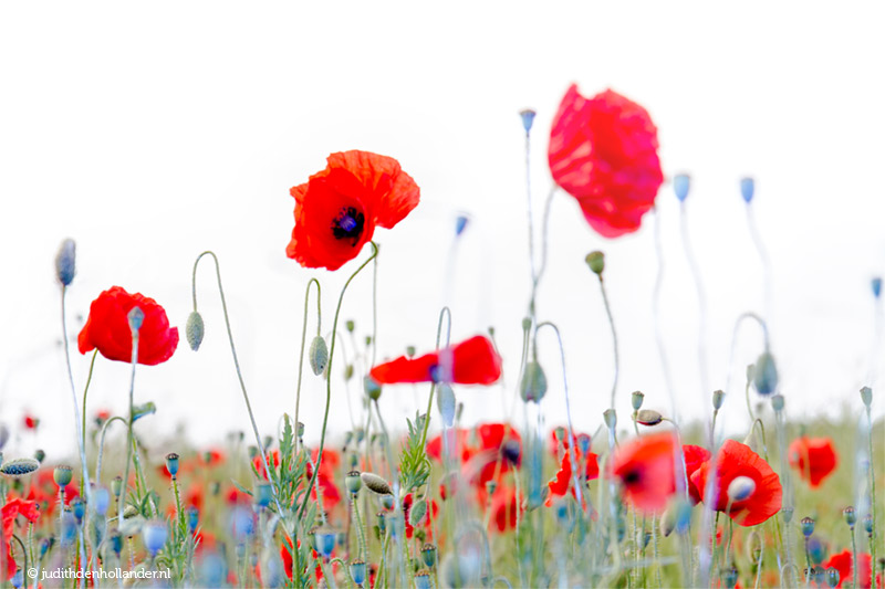 FineArt Photography | Red-Blue Poppies in the Field © Judith den Hollander.