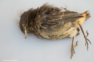Small dead bird | Fotografie Judith den Hollander