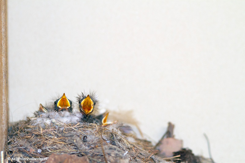 Paar dagen oude vogeltjes in het nest | Baby birds in their nest 2018 | Fotograaf Judith den Hollander.